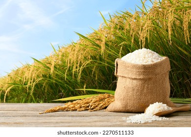 White rice and paddy rice with rice plant background. - Shutterstock ID 2270511133