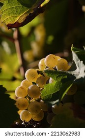 White Riesling Grape In Vineyard