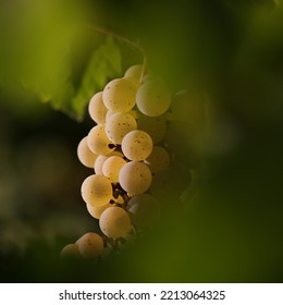 White Riesling Grape In Yineyard