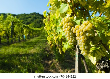 White Riesling Grapes Vineyard Before Harvest