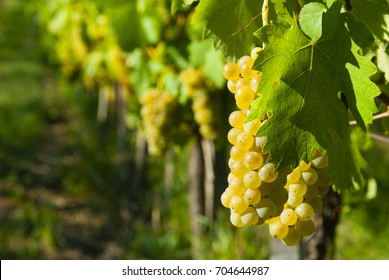 White Riesling Grapes Vineyard Before Harvest