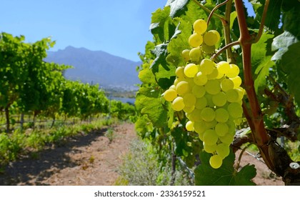 White ripe grape before harvest in a vineyard of Guimar,Tenerife,
Canary Islands,Spain.Green grapes hanging on a bush in a sunny day.Selective focus. - Powered by Shutterstock