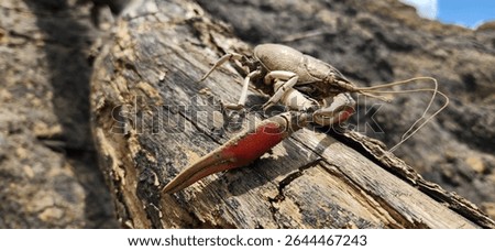 White river crawdad shell with both claws.