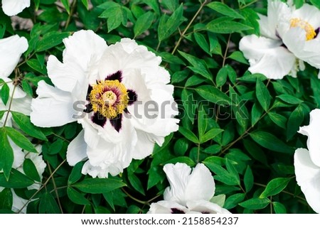 White rock peonies on a background of green leaves