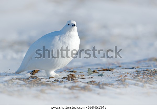 ノルウェーの雪の中に座る白い岩 プタルミガン ラゴプス ムータス 白い鳥 寒い冬 ヨーロッパの北 雪の中の野生生物のシーン 白い生息地に隠れた白い鳥 の写真素材 今すぐ編集