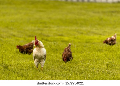 White Rooster Backyard Chickens On Countryside Stock Photo 1579954021 ...