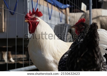 White rooster in the chickencoop