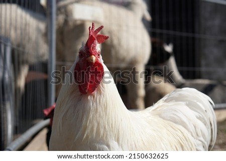 White rooster in the chickencoop