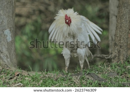 a white rooster flapping its wings