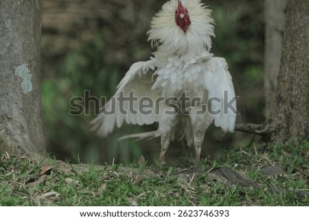 a white rooster flapping its wings