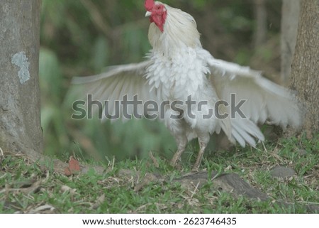 a white rooster flapping its wings