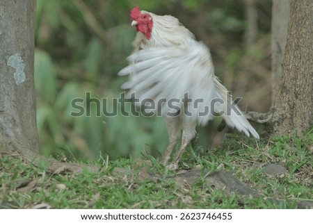 a white rooster flapping its wings