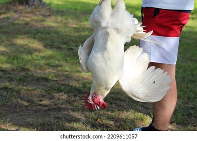 White rooster in man's hand before the slaughter. Rooster's head upside down.
