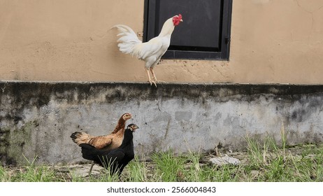 a white rooster on the wall and two hens below it - Powered by Shutterstock