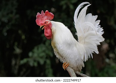 A white rooster was perched on a dry tree branch. Animals that are cultivated for their meat have the scientific name Gallus gallus domesticus.