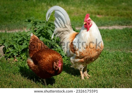 Similar – Image, Stock Photo Chickens on meadow. Meat