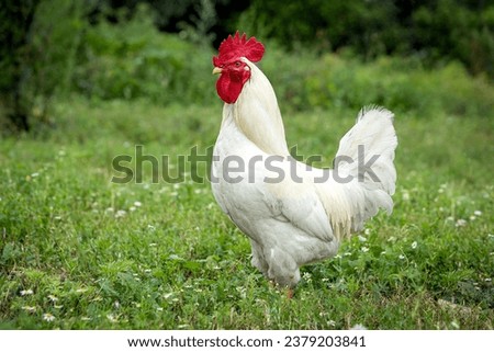 A white rooster stands on a green lawn and looks forward