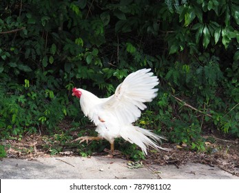 White Rooster  with wings spread  in small tree background
