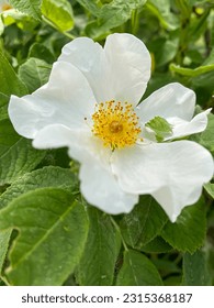 White rosa arvensis flower in the garden - Shutterstock ID 2315368187