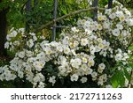 White Rosa 