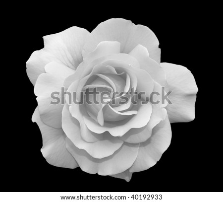 white Rose