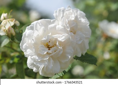 1,773 Rose alba Images, Stock Photos & Vectors | Shutterstock