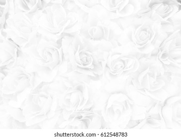 White Rose Background.
