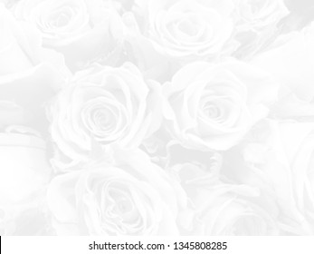 27,069 Pure White Rose Images, Stock Photos & Vectors | Shutterstock