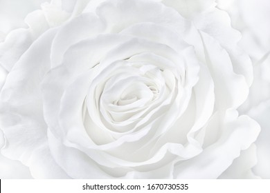 White Flowers Background High Res Stock Images Shutterstock