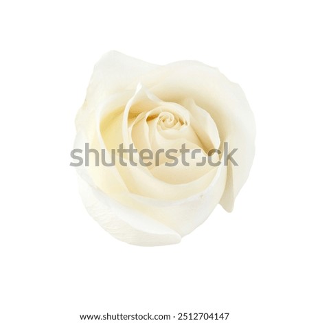 White rose. Beautiful single white rose isolated on white background Beautiful element for your design.