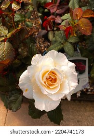 White Rose In Bloom Droplets