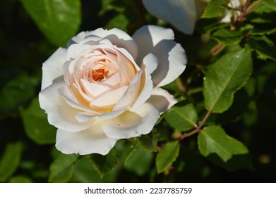 White rose blooms on a background of green leaves. Beautiful summer flower. Natural background. - Powered by Shutterstock