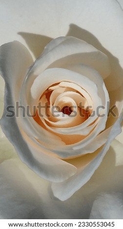 Similar – Image, Stock Photo Macro shot of a rose pink