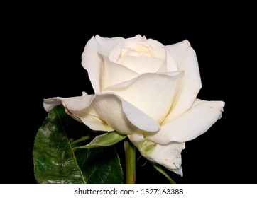 White Rose Blossom Leaves Macroblack Background Stock Photo 1527163388 ...