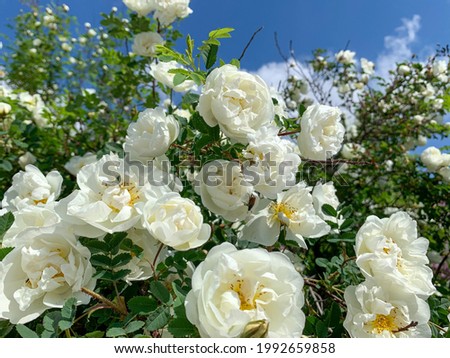 White rose bush close up. Blooming garden plant under sunlight with blue sky. Beautiful climbing Alba rose.