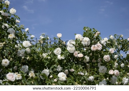 White rose bush in summer park