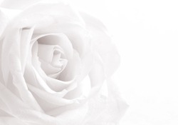 Biała Róża Zbliżenie Może Używać Jako Tło. Miękka Ostrość. W Sepii Stonowane. Styl Retro
