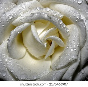 White Rose Closeup With Water Drops (Alba Semiplena)