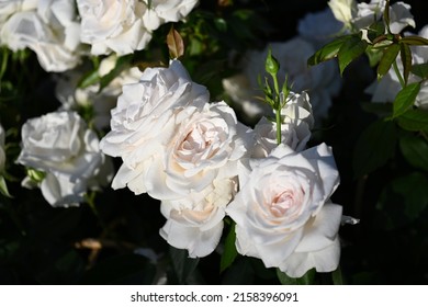 White Rose cluster. Closeup view of a beautiful Rosa Europeana flowers of white petals, spring blooming in the garden. Closeup of a cluster of white Roses. Macro shot. - Shutterstock ID 2158396091