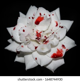 A white rose covered in droplets of fake blood in front of a black backdrop. 