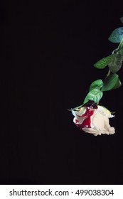 A White Rose Covered With Red Blood On A Black Background, With Plenty Of Copy-space. Concept: Violence Victim, Innocence Lost.
