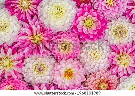 White rose Dahlia flowers with rain drops, top view wallpaper background. Pink white Dahlia bloom