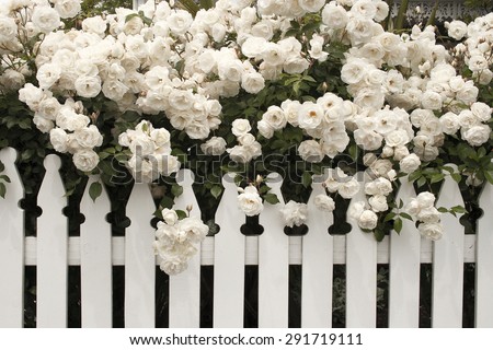 white rose/ rose/ white rose with white fence