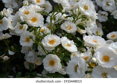 veslo kilometara na  Rose Collection Hella Korditwol White Roses Stock Photo 1133412098 |  Shutterstock