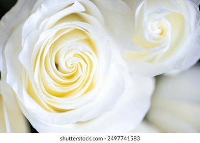 White rose flower macro close-up background or texture white rose close up - Powered by Shutterstock