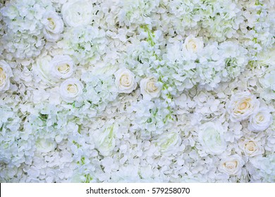 White Rose Flower On Wall Background.