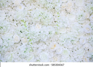 White Rose Flower On Wall Background.