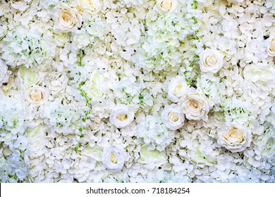 White Rose Flower On Wall Background.