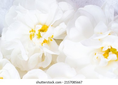 White Rose flower petals background. Flowers composition. Soft rose petals, abstract romance background, pastel and soft flower card