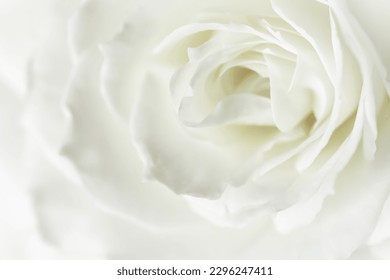 White rose flower petals. Macro flowers backdrop for holiday design. Soft focus. - Powered by Shutterstock